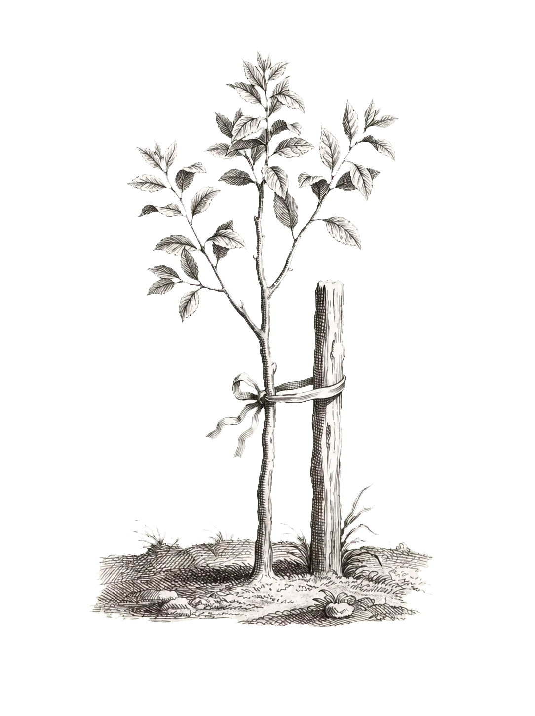 Graphite botanical study of a sapling guided by a stake